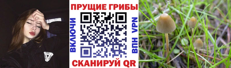 Псилоцибиновые грибы Psilocybine cubensis Берёзовка